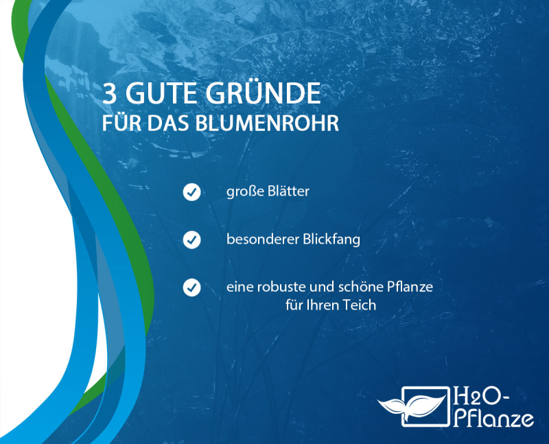 XXL Blumenrohr - Canna glauca Endeavour